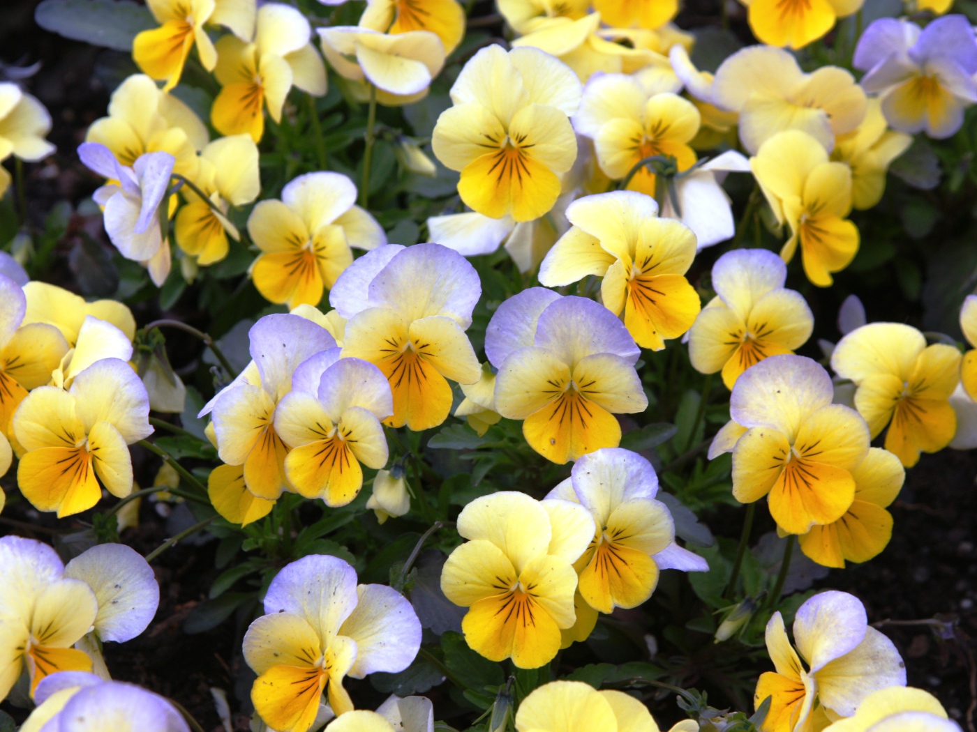 Красивые весенние желтые виолы в саду