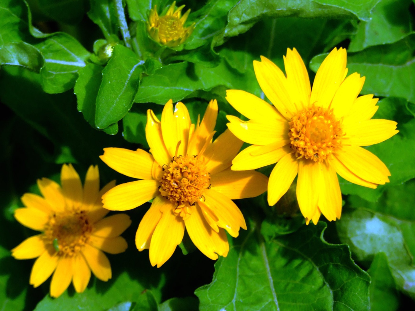 Красивая венидиум (астровые) в саду