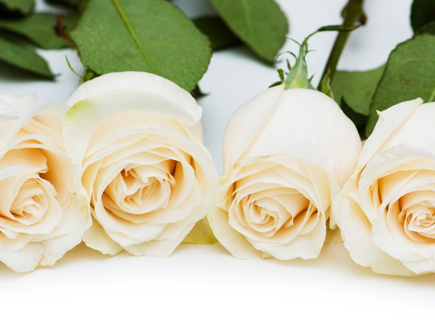 Красивые белые розы на белом столе