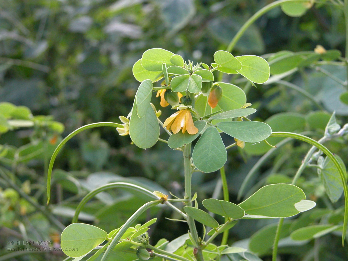 Расцвели красивые цветы растения резухи