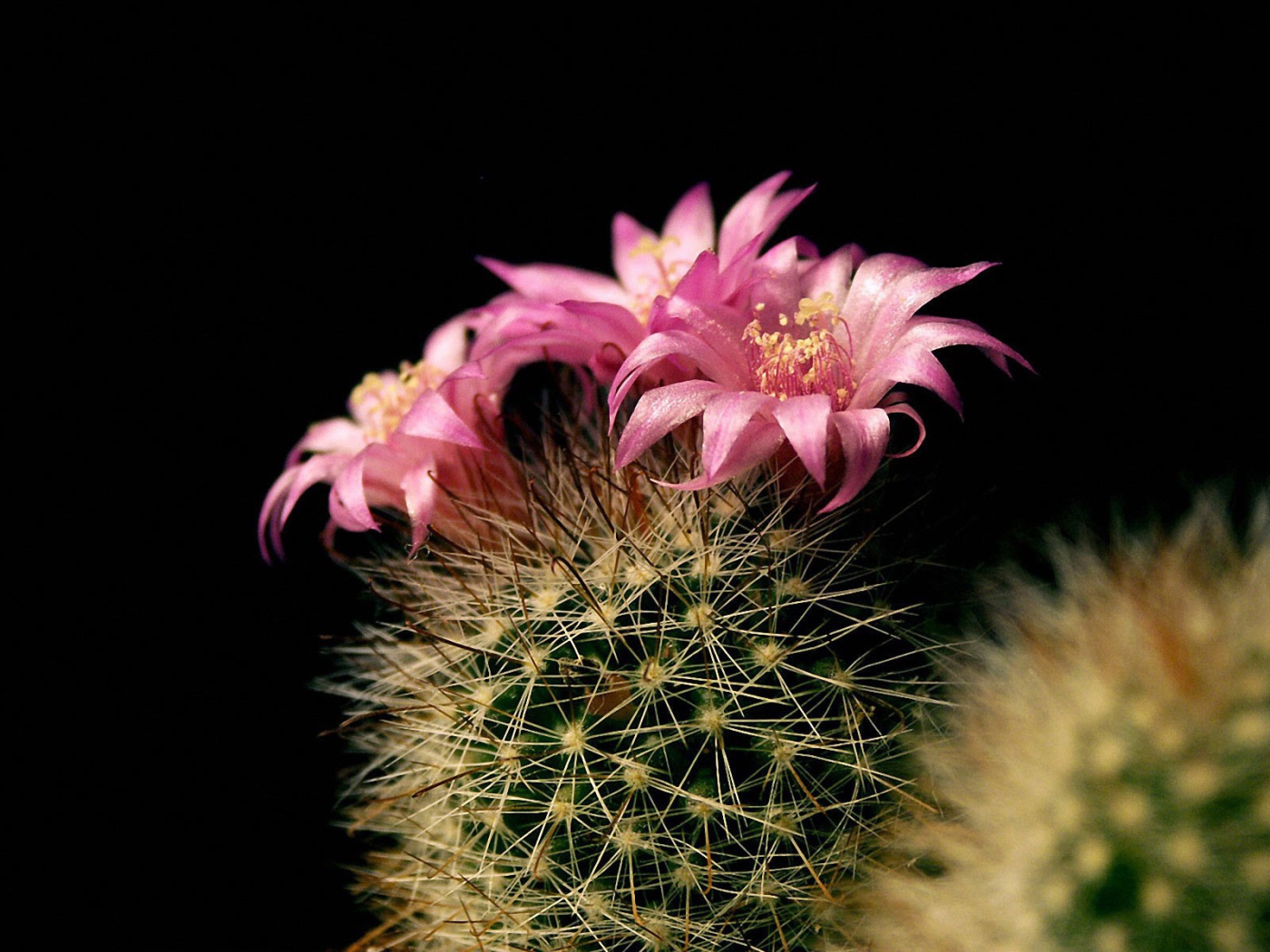 Цветущий кактус