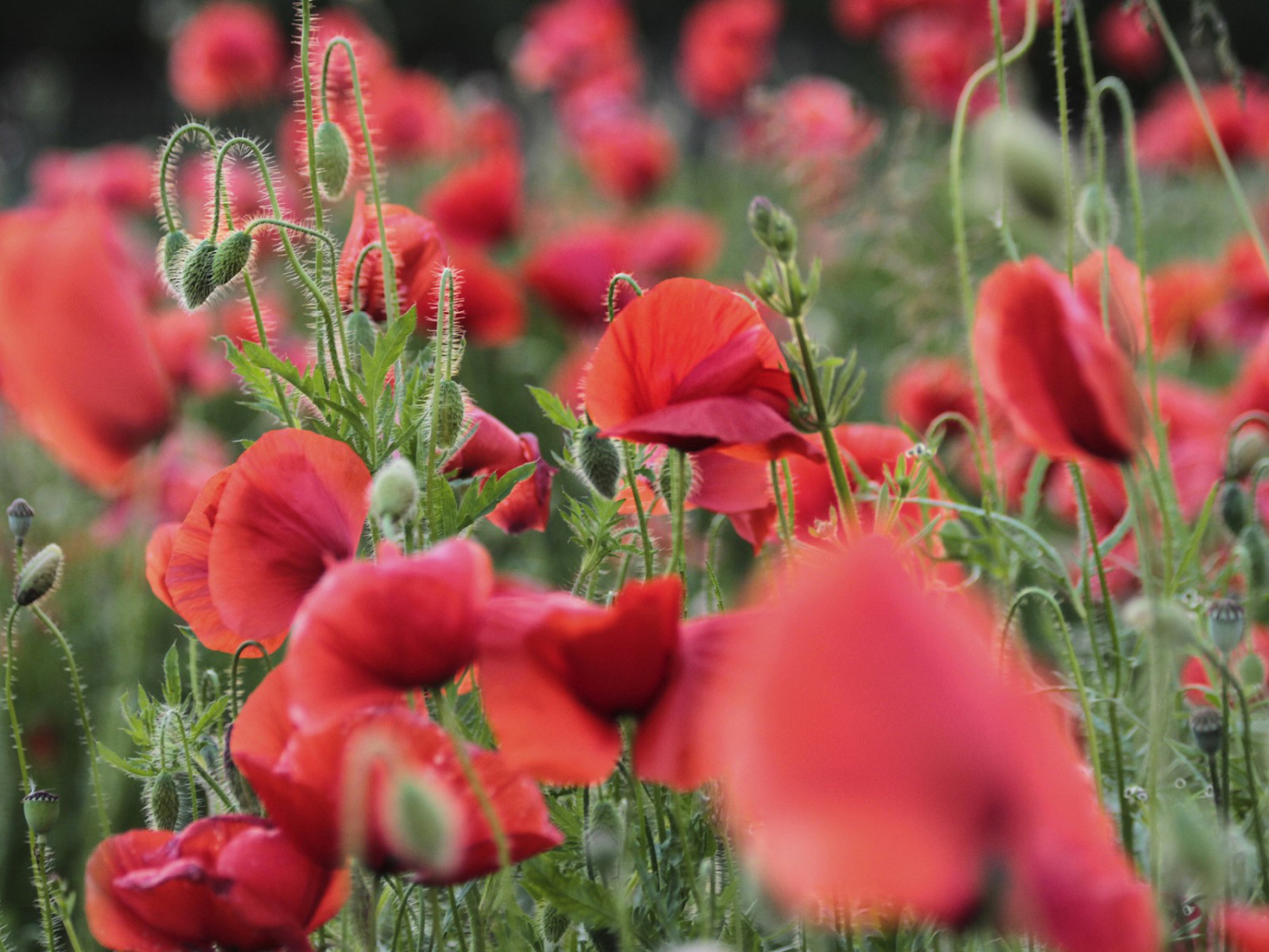 Цветущий восточный мак