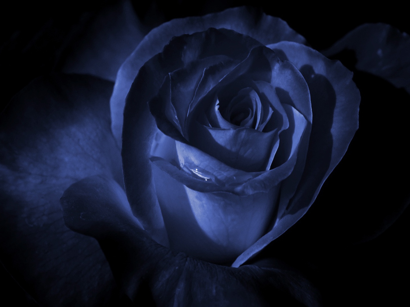 Синяя роза в темноте