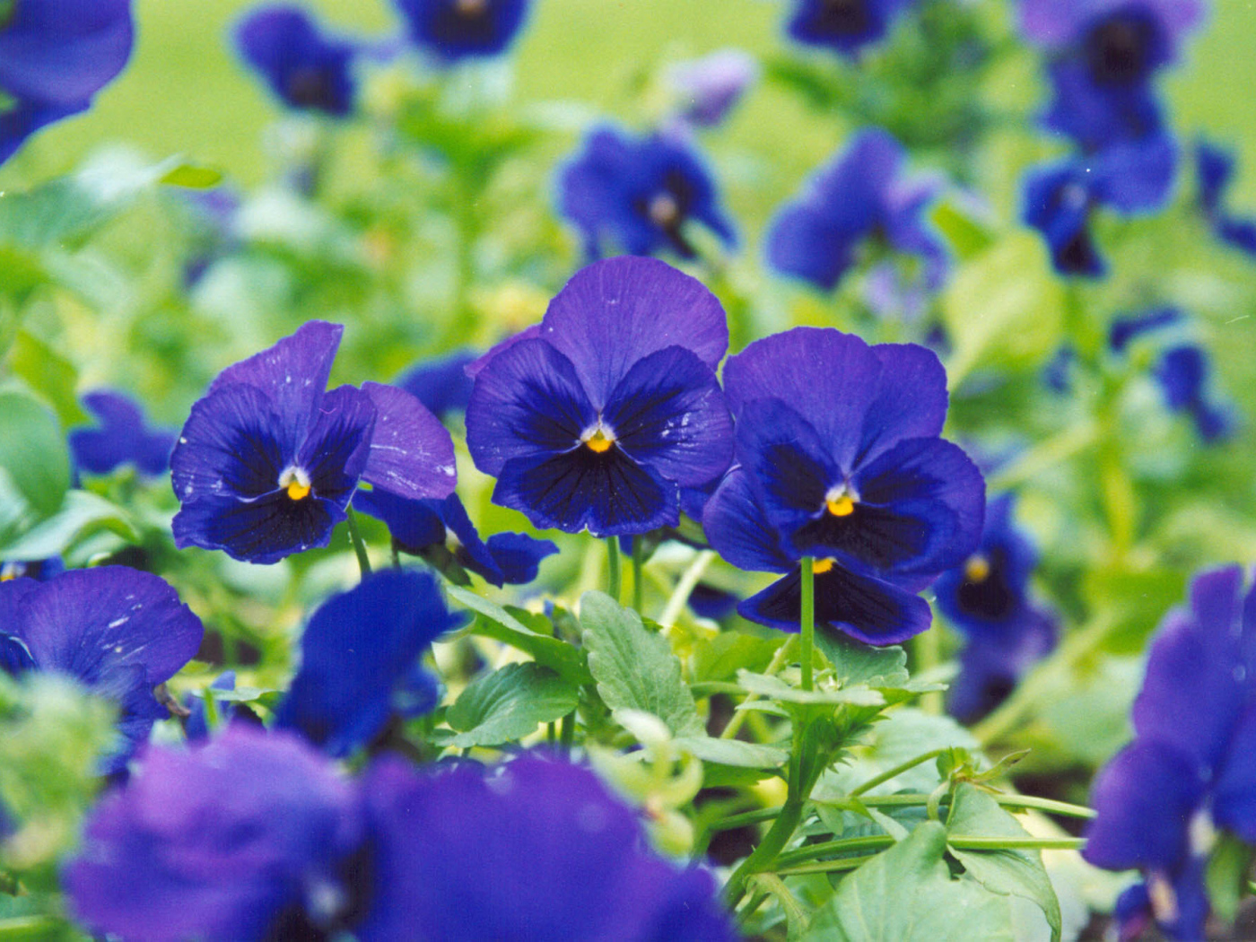 Синие цветы анютины глазки зацвели на поляне в лесу