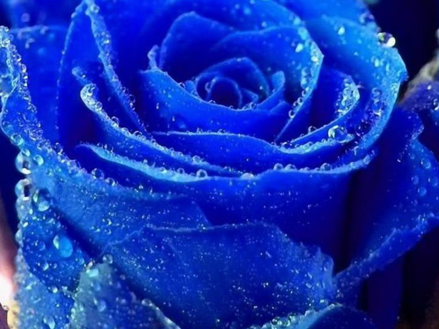 Синяя роза покрылась росой