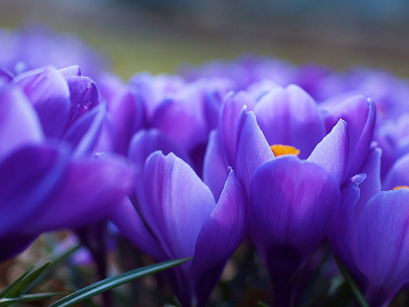  Поле Синих цветов