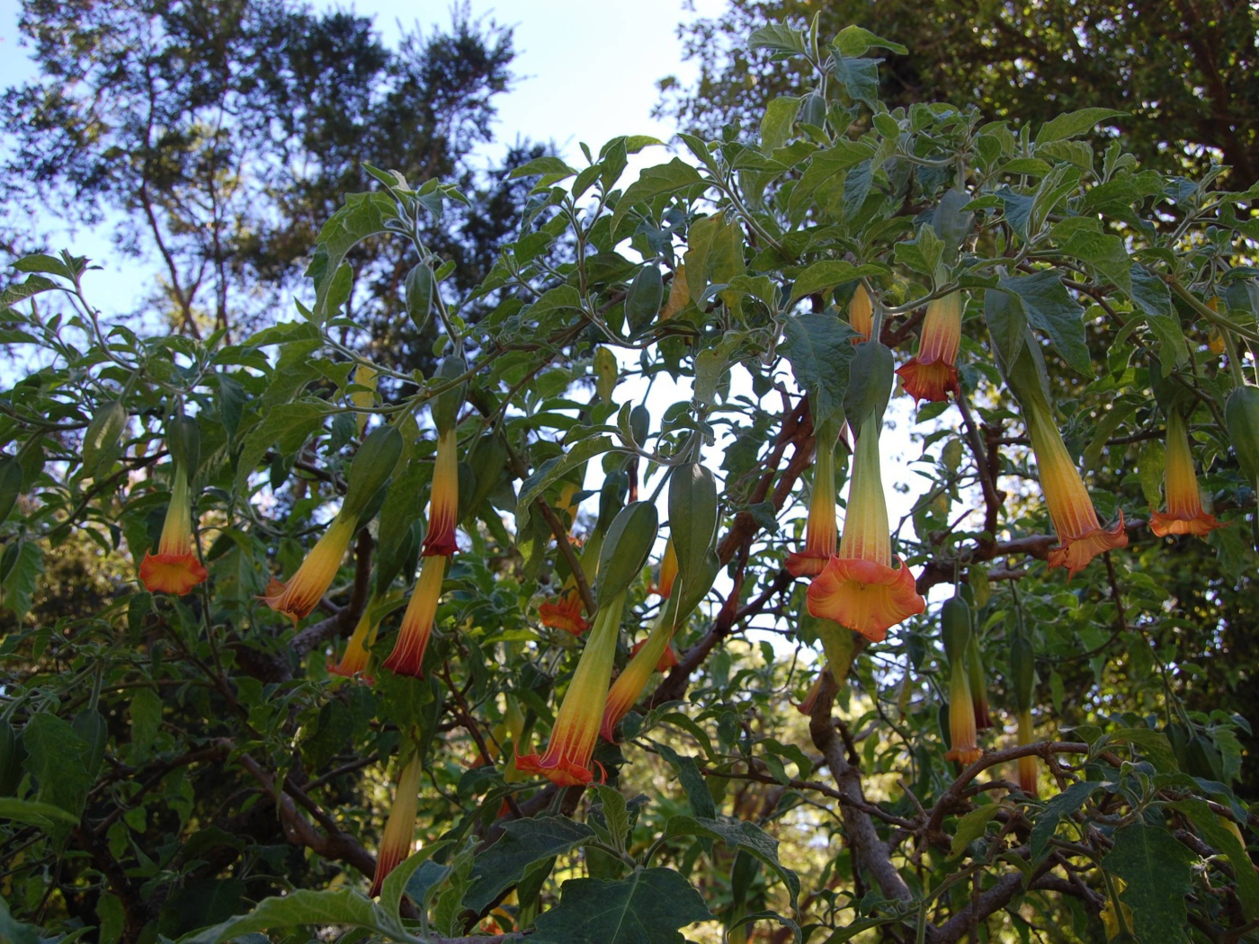 Бругмансия на дачном участке