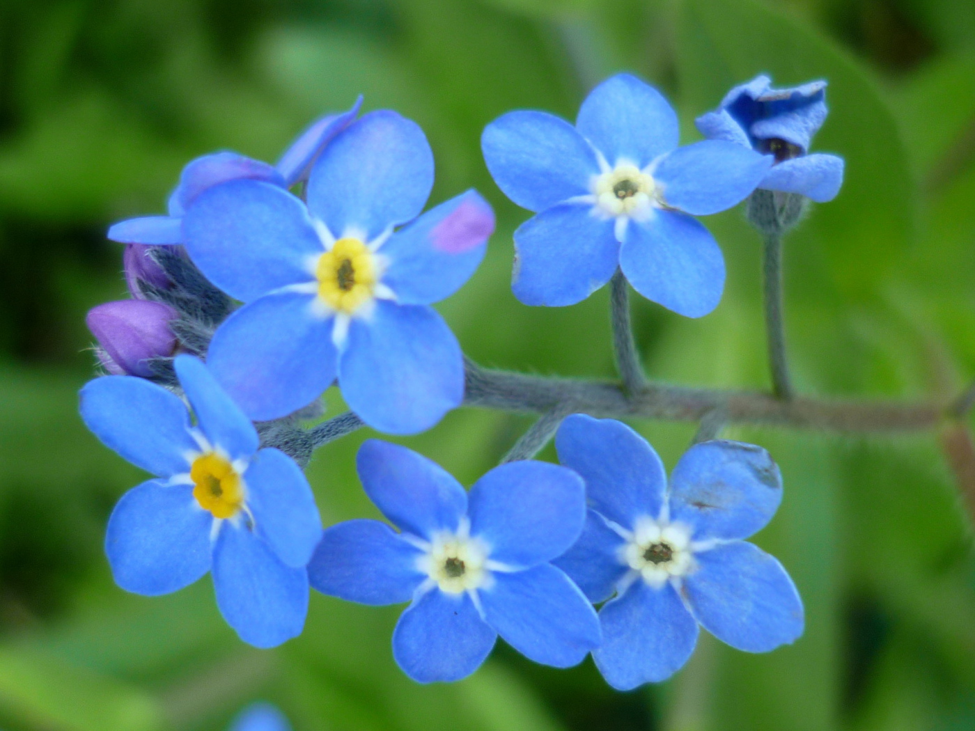 Красивые цветы бруннера в саду