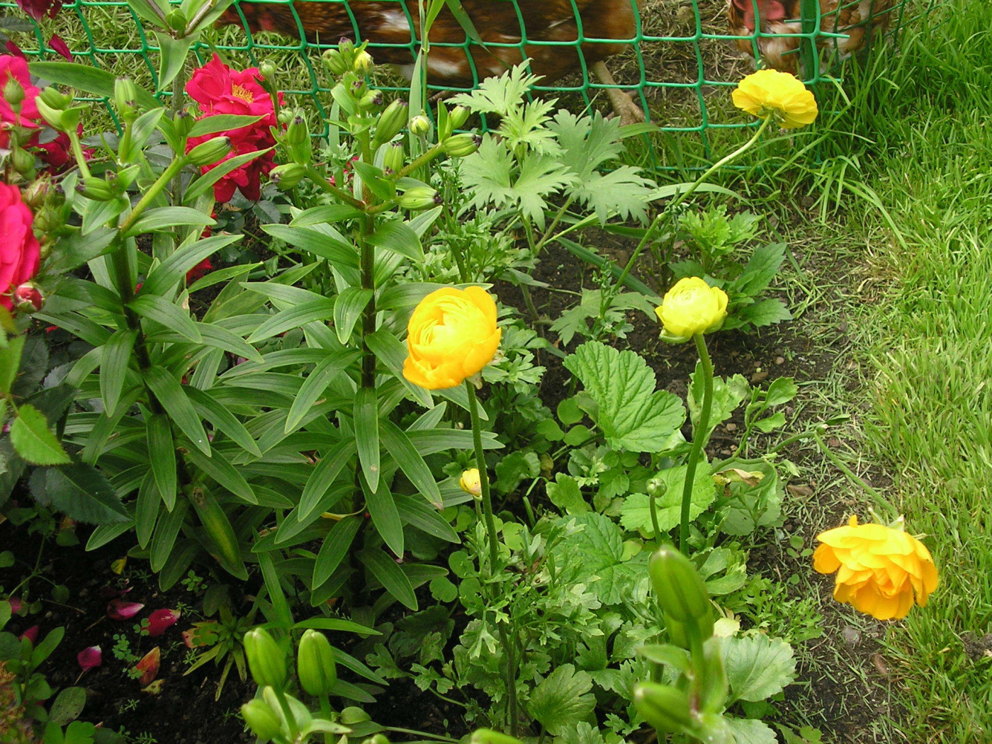 Растение бузульник на дачном участке