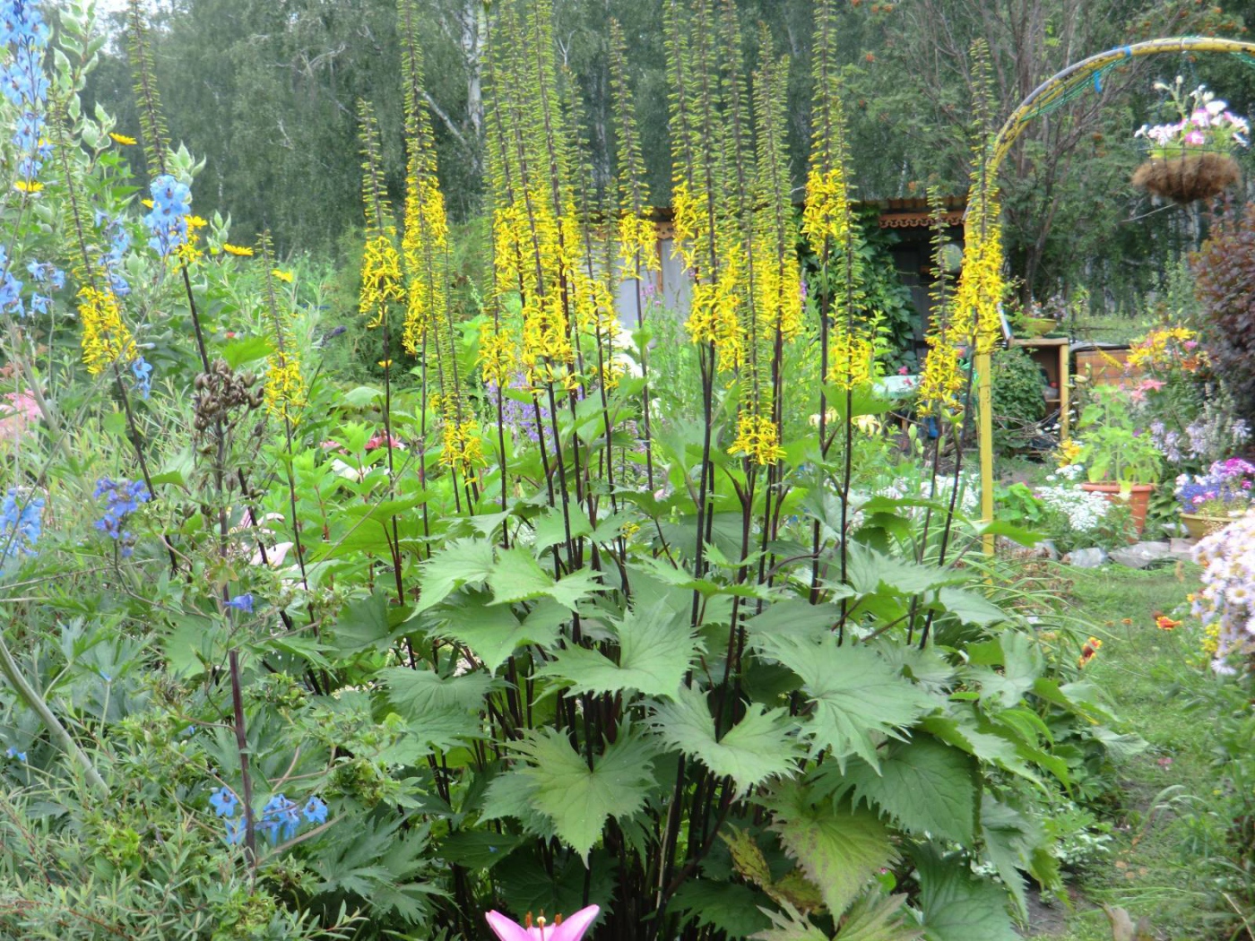 Растения бузульник в саду