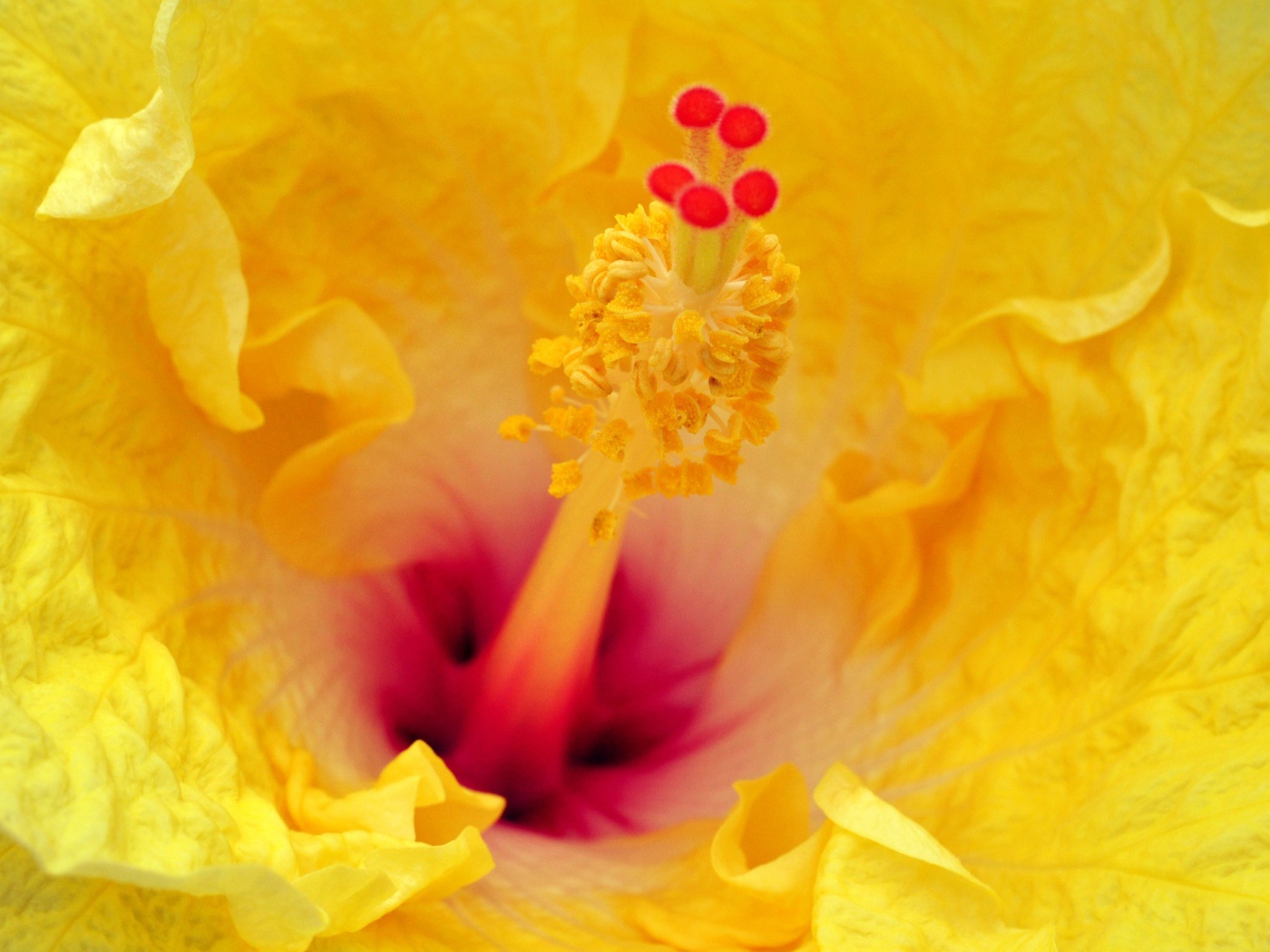 Китайская роза