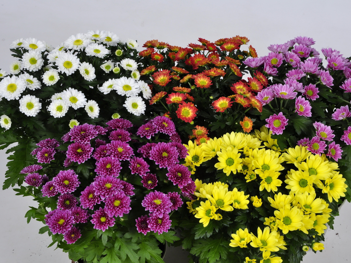 Букет цветов хризантема