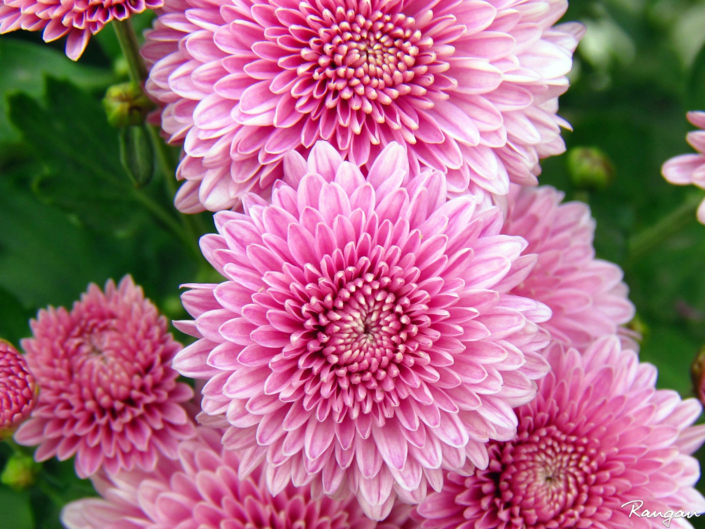 Хризантемы