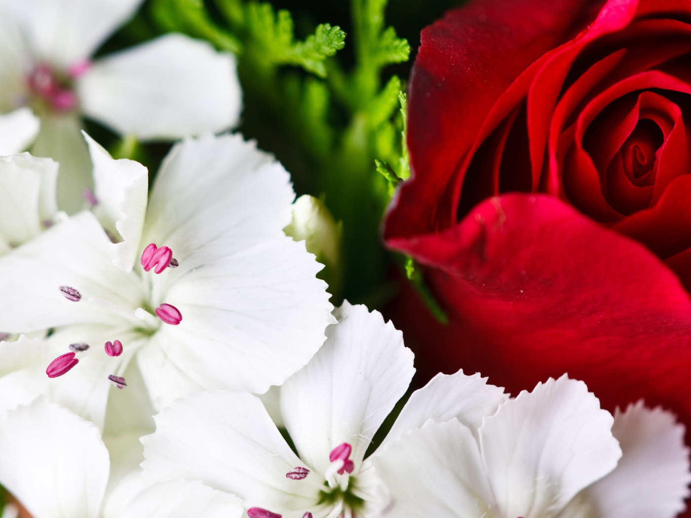 Красочные цветы