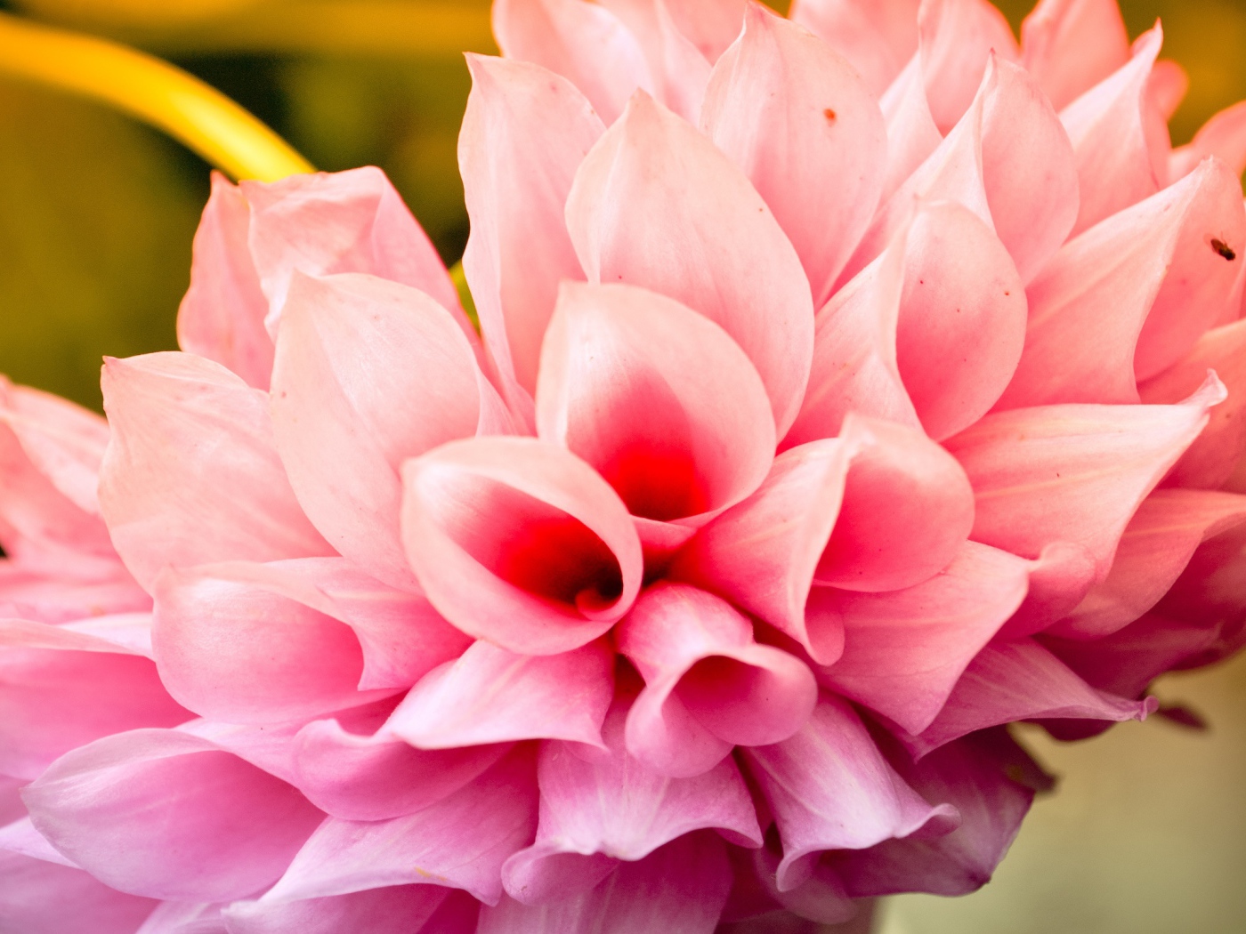 Прохладный цветок