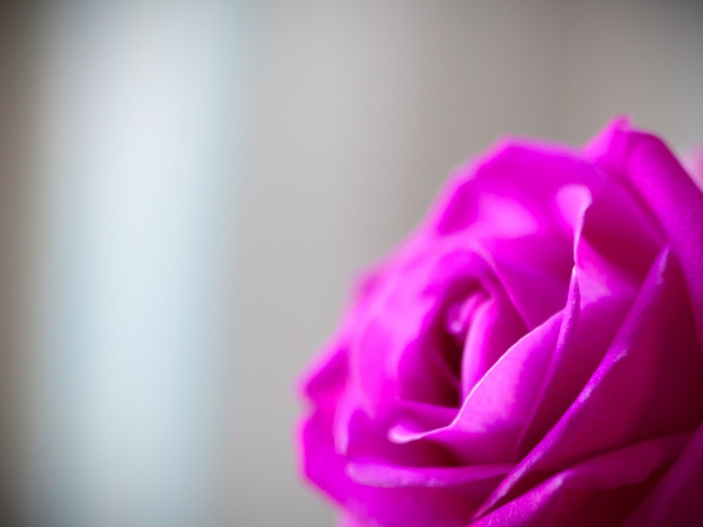 Mалиновая роза