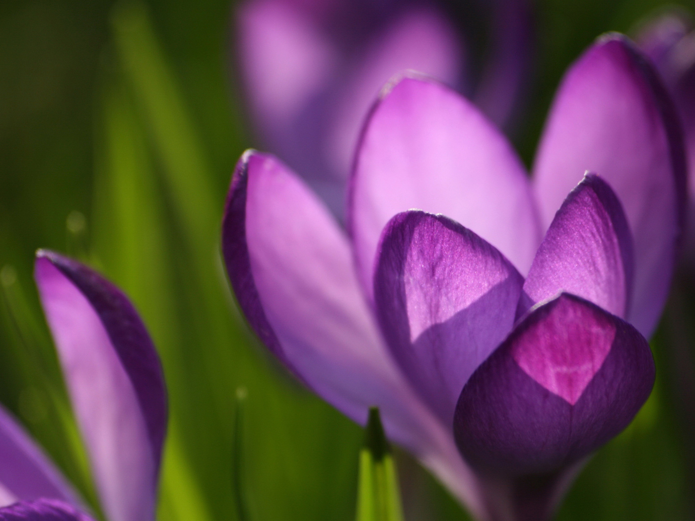 Крокус красивые цветы