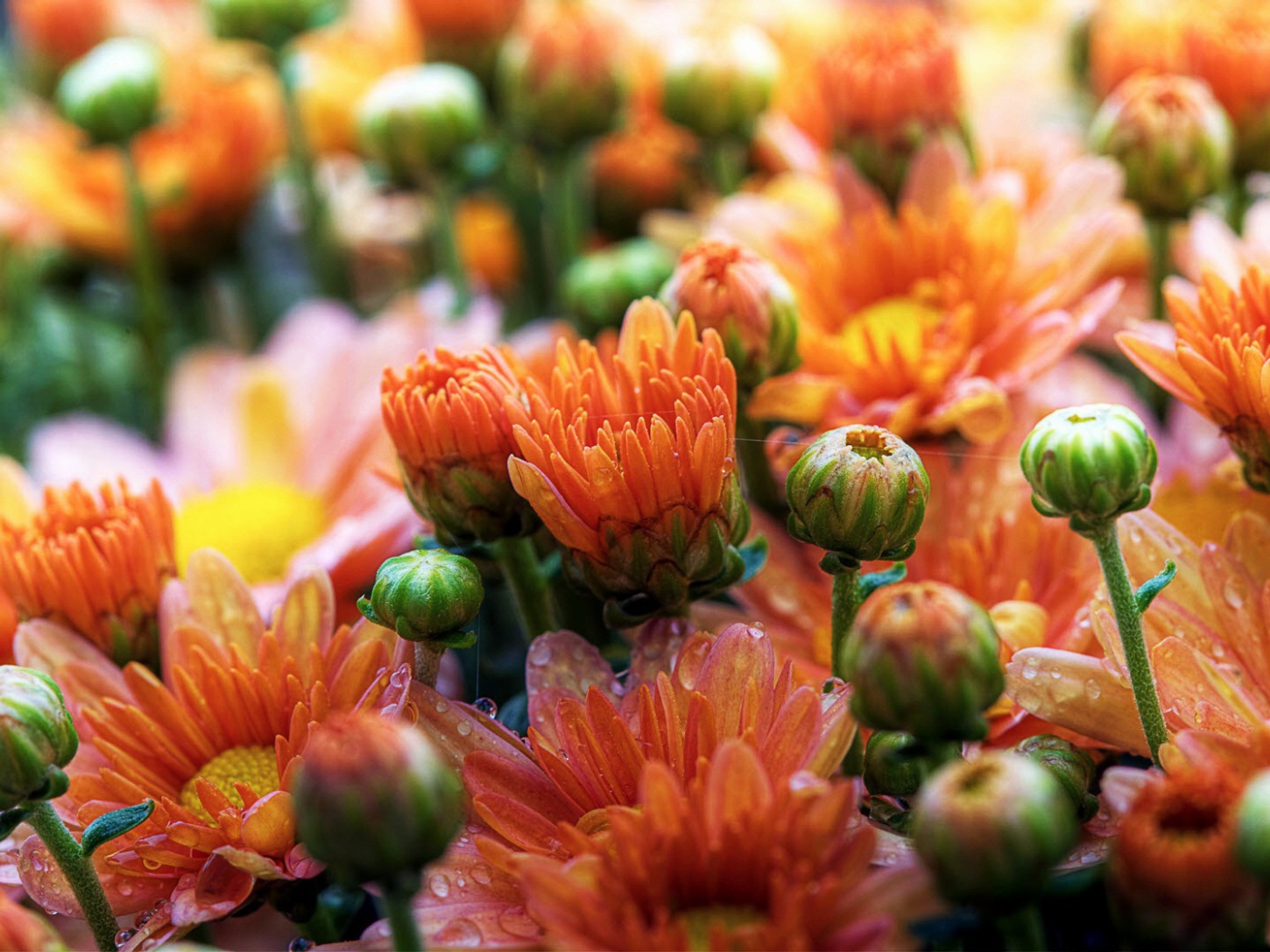 Милые ромашки