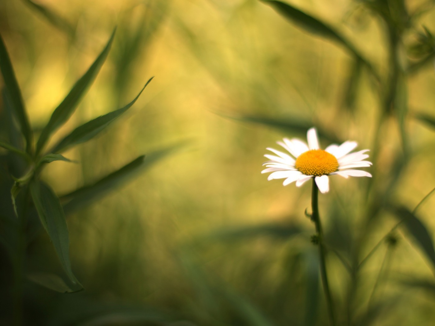 Полевая ромашка