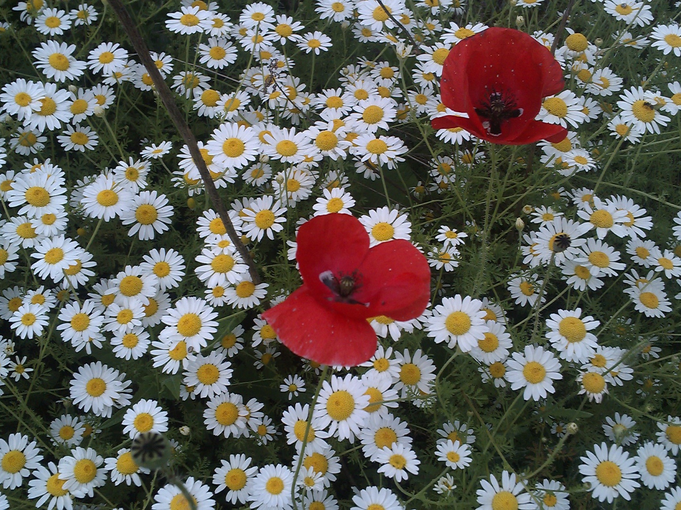 Цветы маргаритки с красным маком