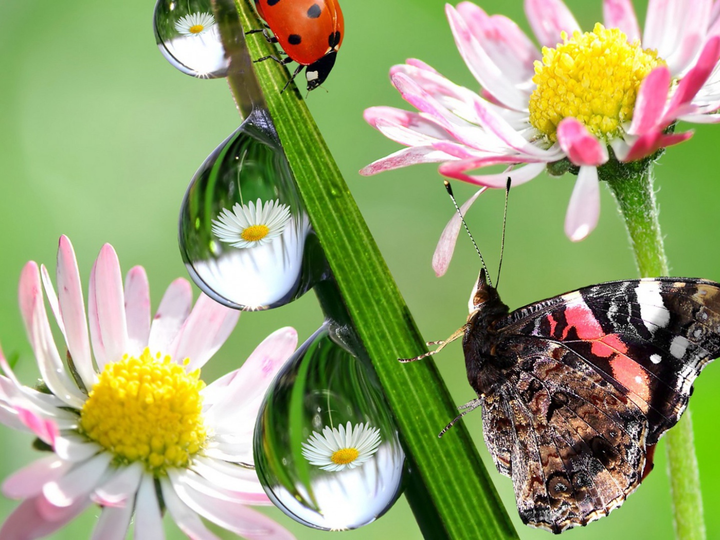 Hежные цветы