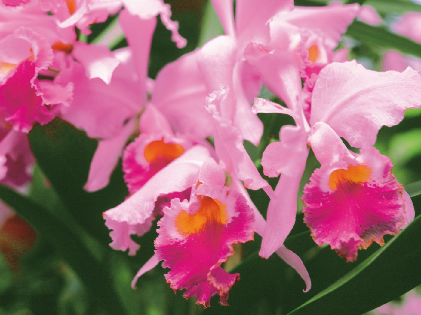 Нежные розовые цветы