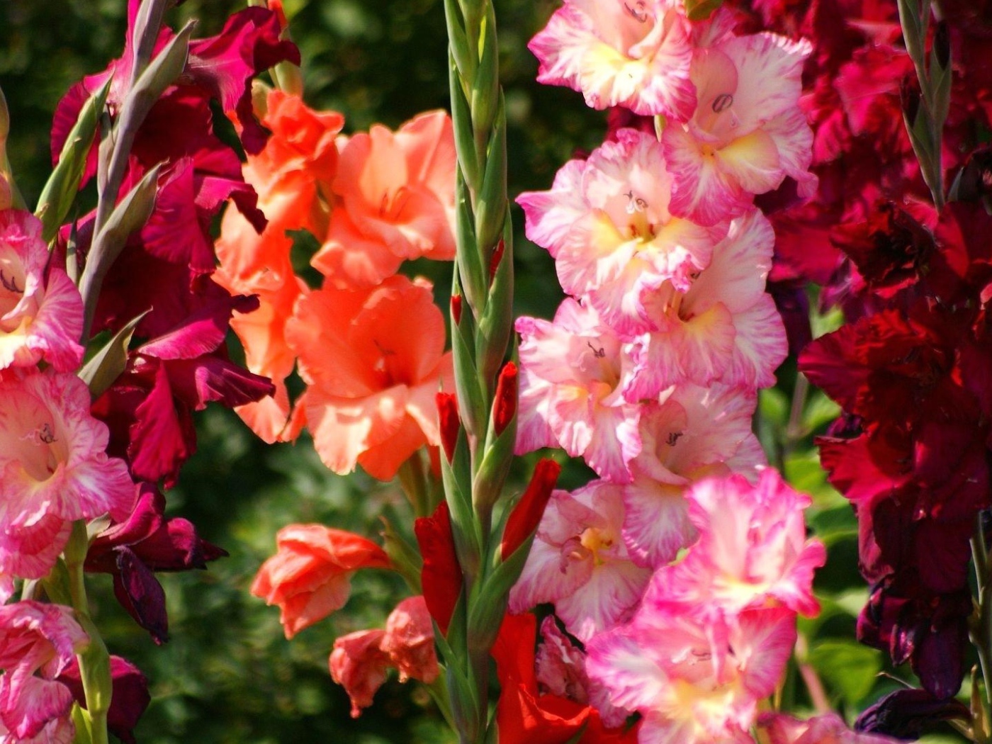 Гладиолус алфалфа. Гладиолусы королевские. Гладиолус тинкербелл. Гладиолус срезка для букетов. Гладиолус алисия.