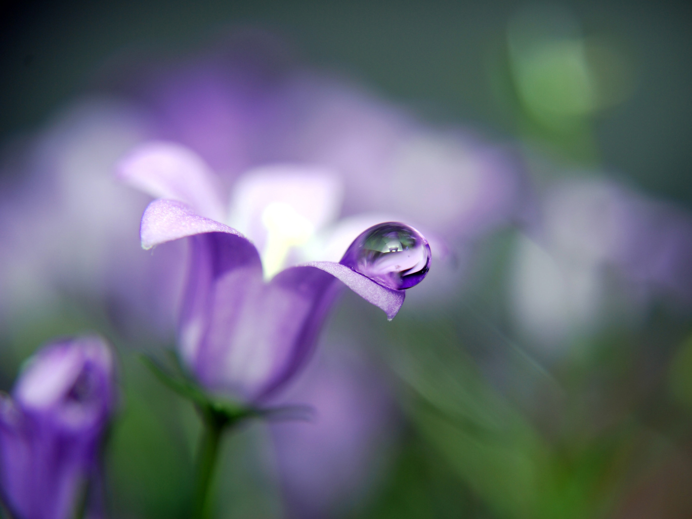 Капля на колокольчике