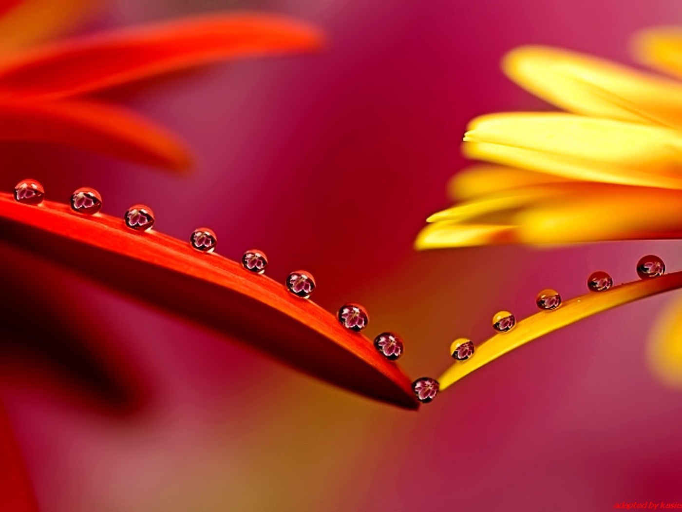 Капельки на лепестках