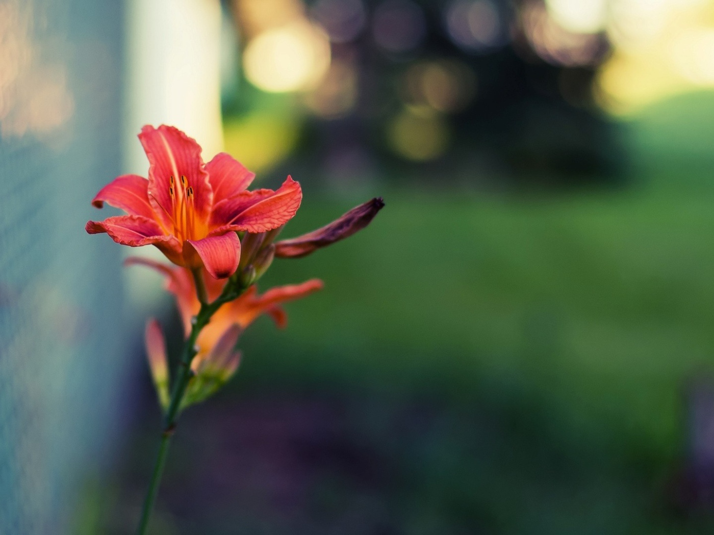 Цветок и стеклоблок