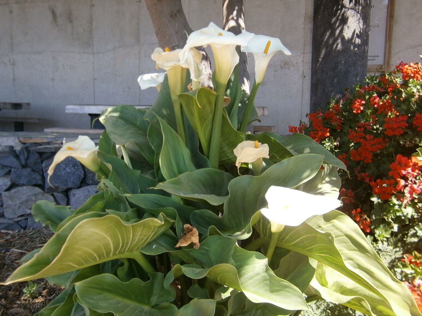 Цветки Калы