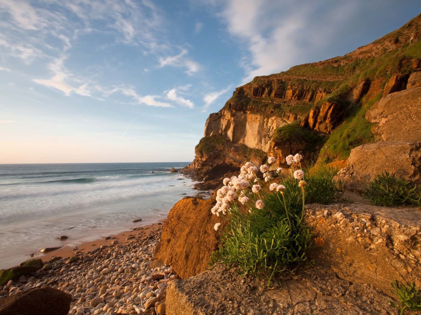 Цветы растут на камнях