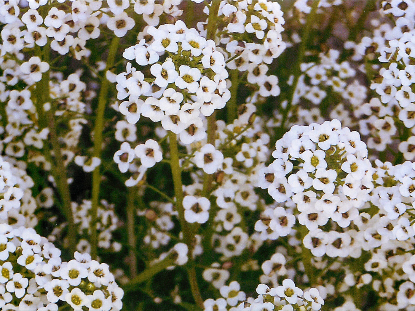 Выращивание цветов алиссум в саду