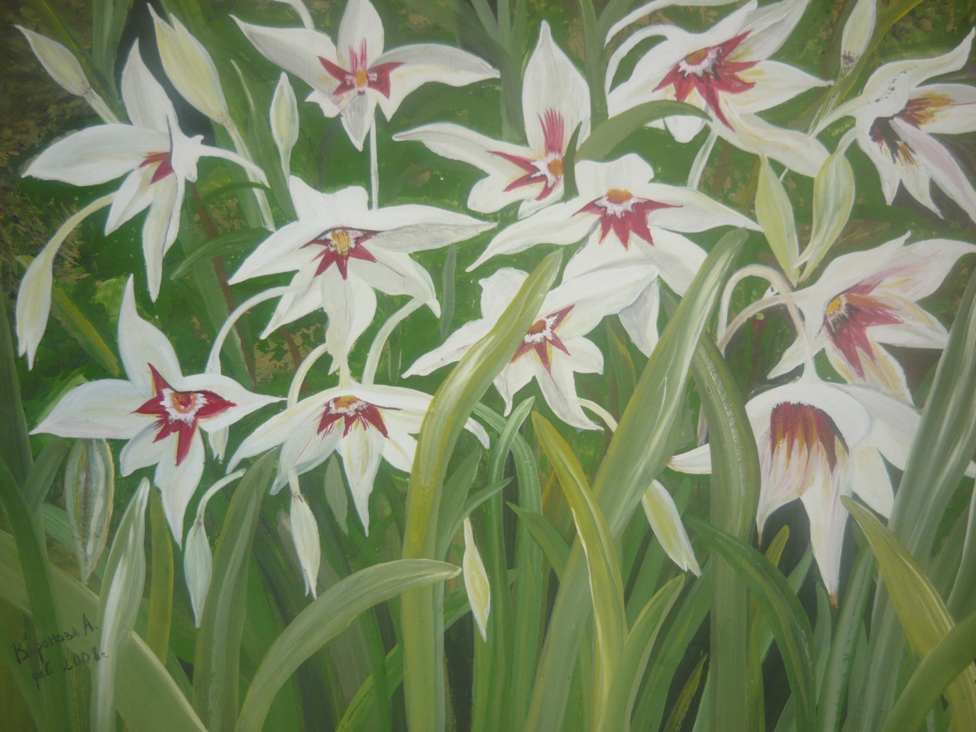 Выращивание цветов ацидантера в саду