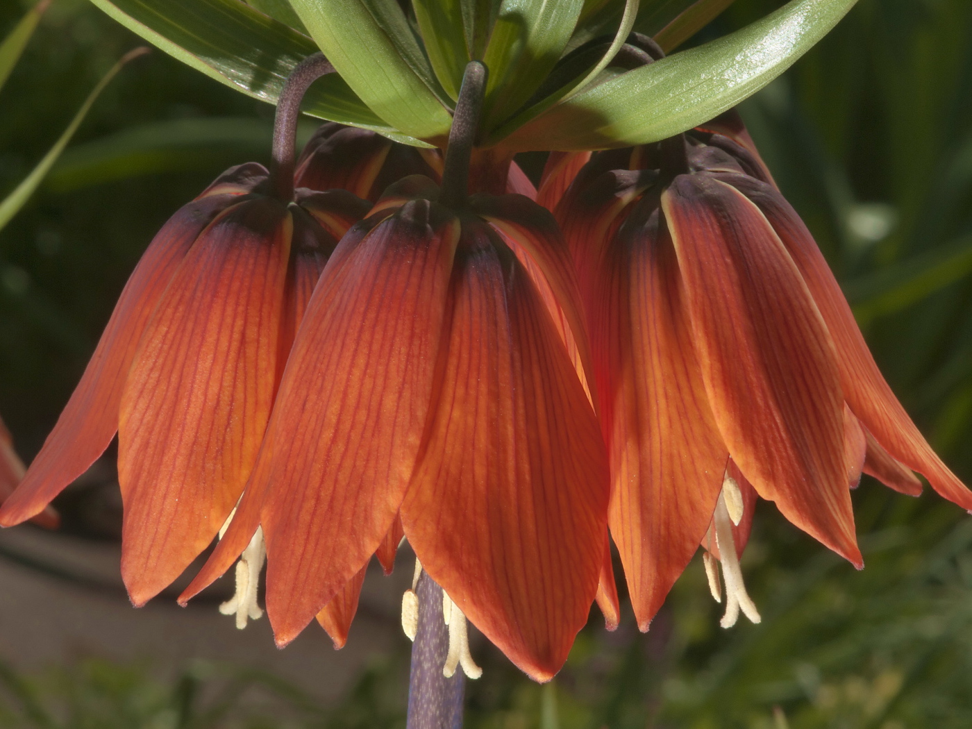 Выращивание цветов рябчик императорский в саду