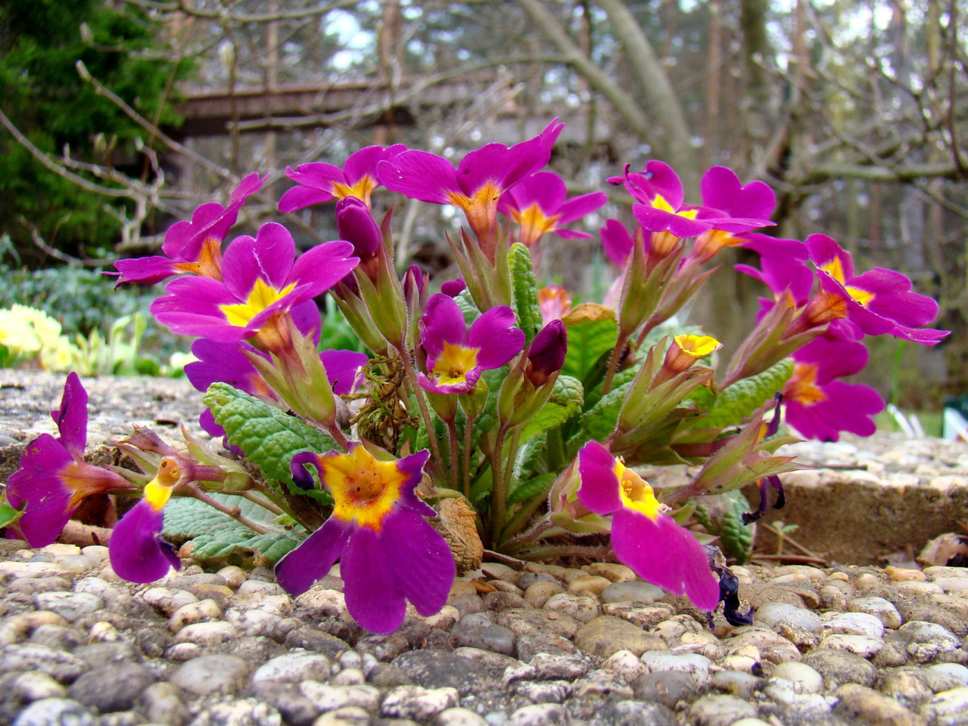 Выращивание цветов примула в саду