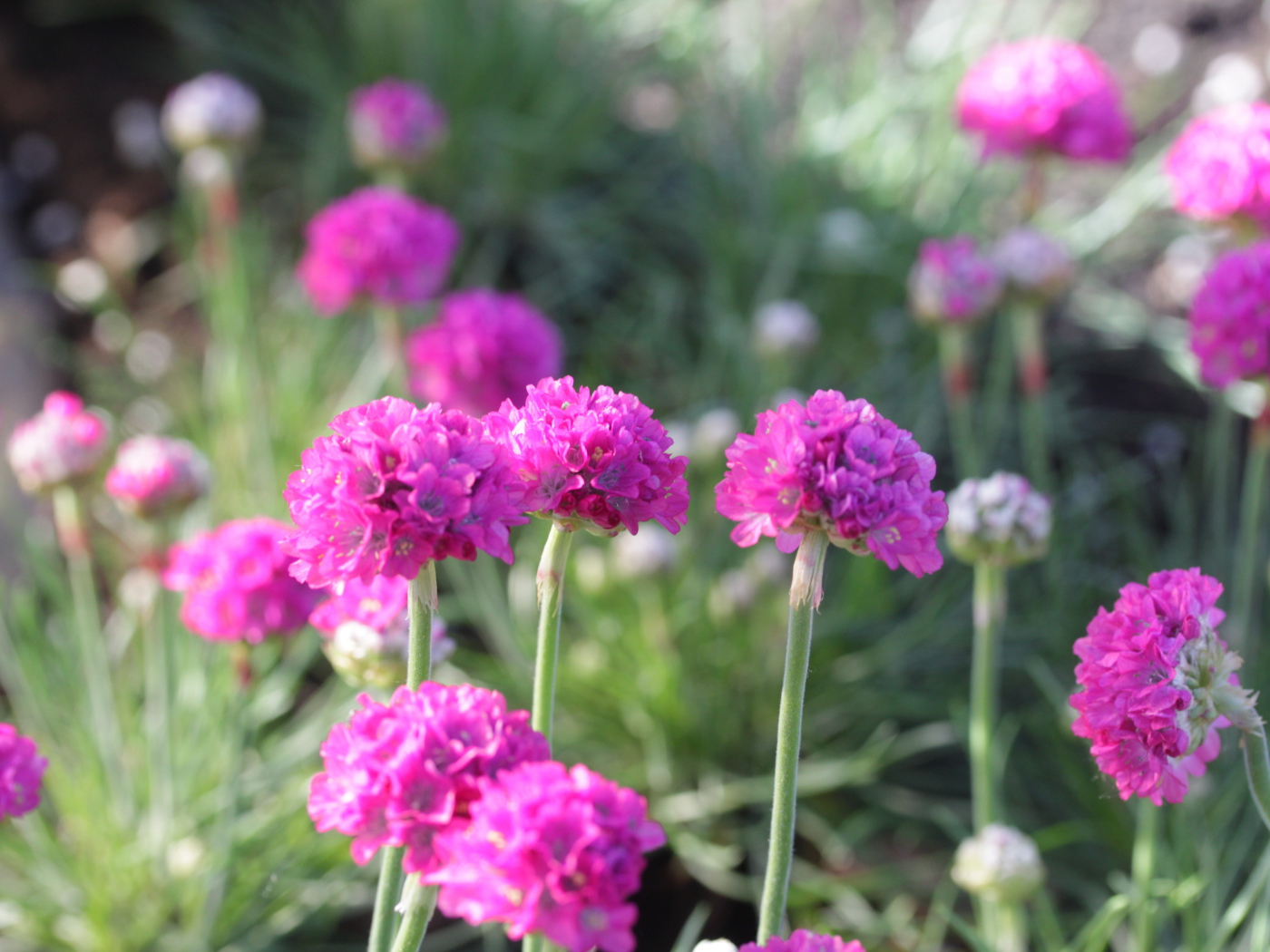 Выращивание цветов армерия в саду