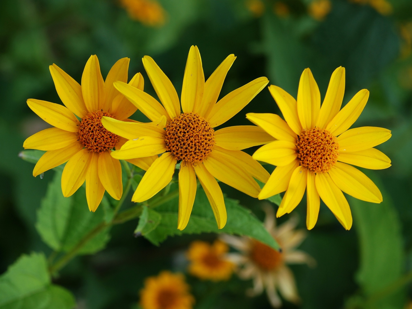 Выращивание цветов венидиум в саду