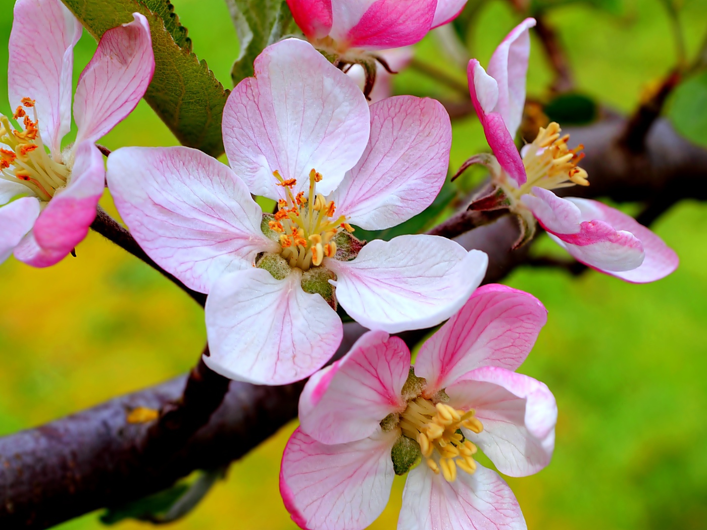 Цветы на ветке