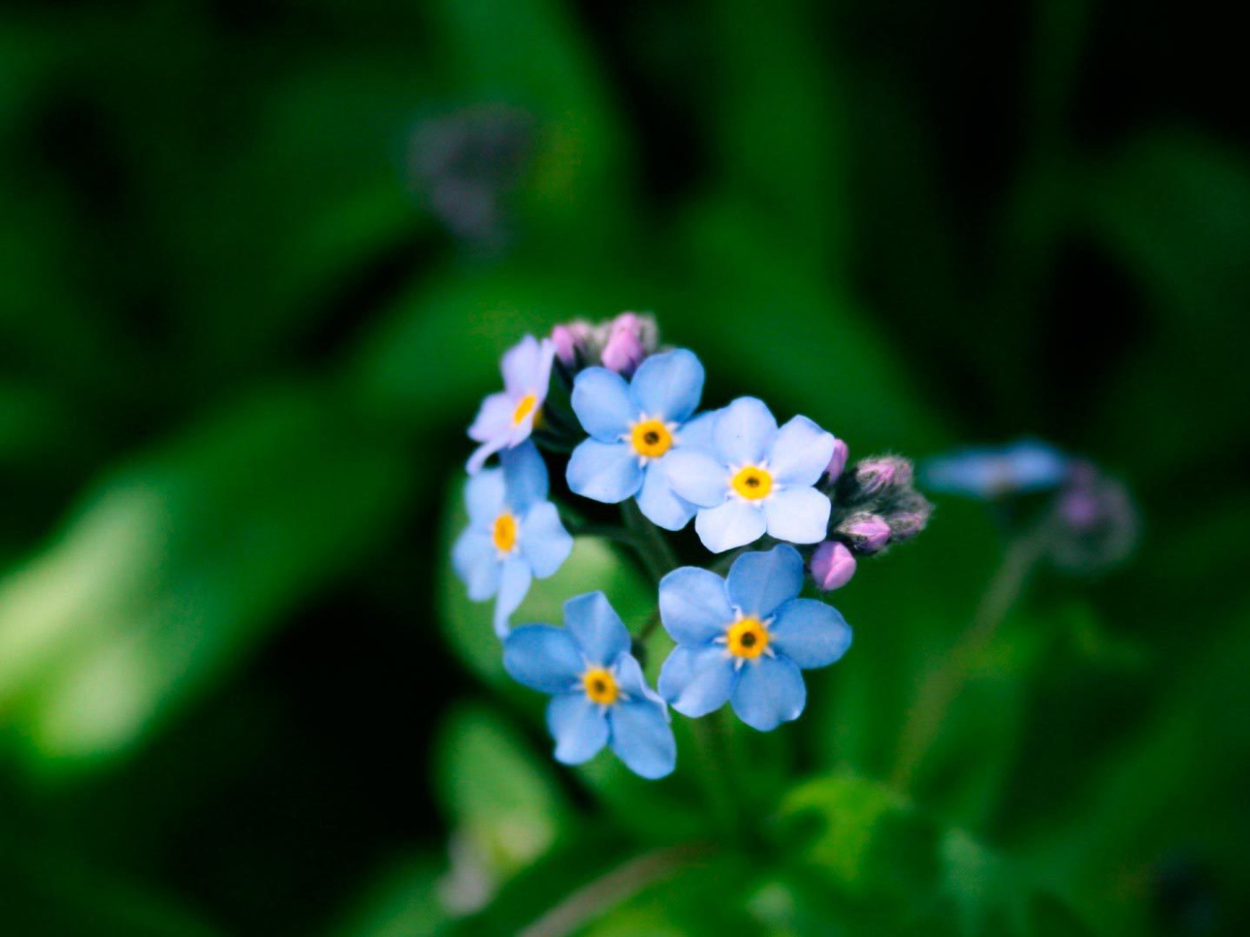 Цветы незабудки в лесу
