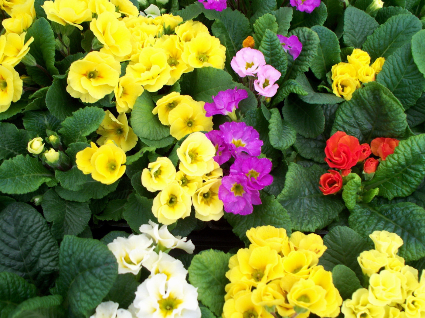 Садовые цветы примула на дачном участке