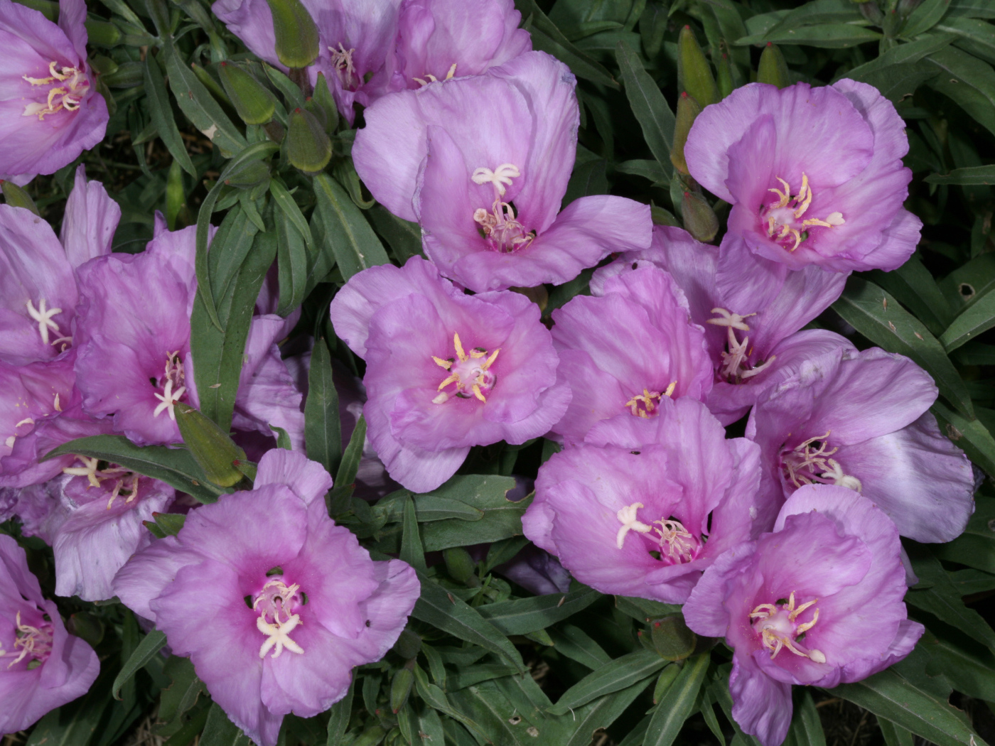 Садовые цветы кларкия (годеция) на дачном участке