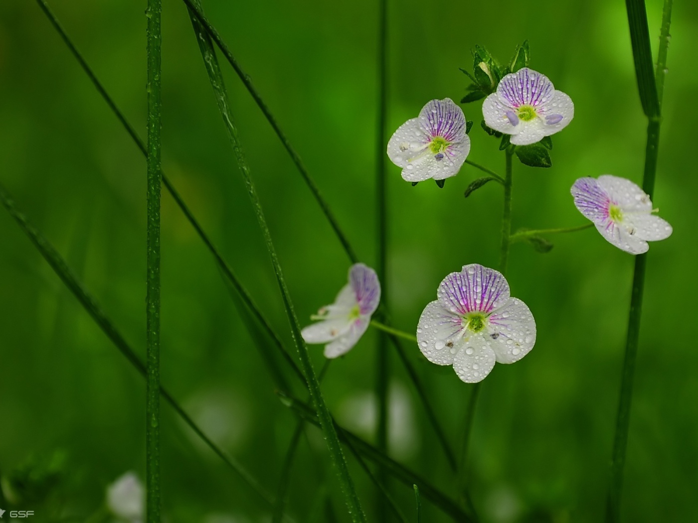 Садовые цветы вероника на дачном участке