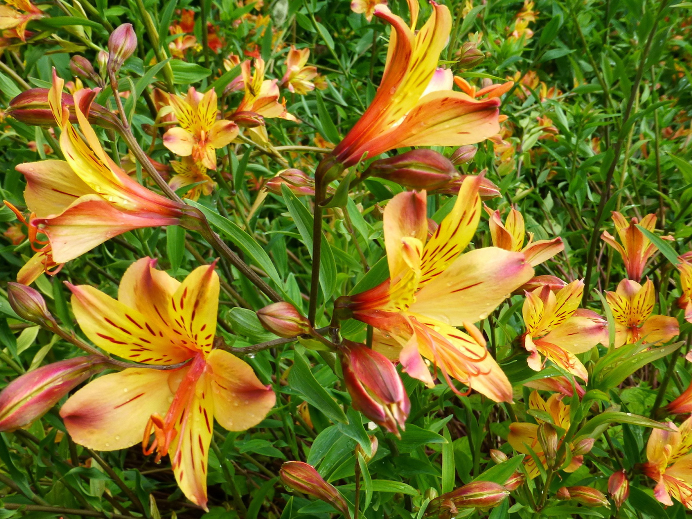 Садовые цветы альстремерия на дачном участке