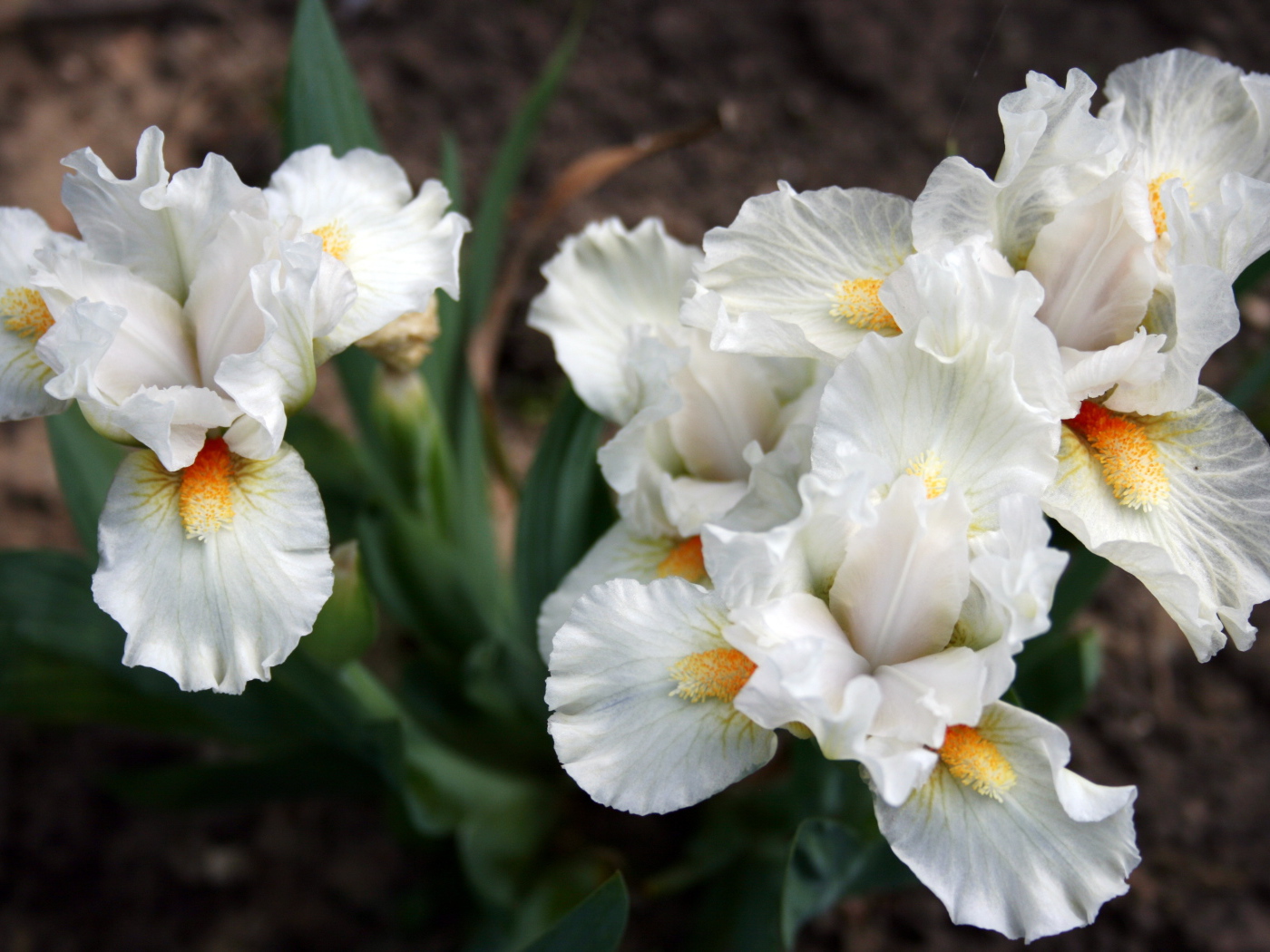 Садовые цветы ирисы на дачном участке