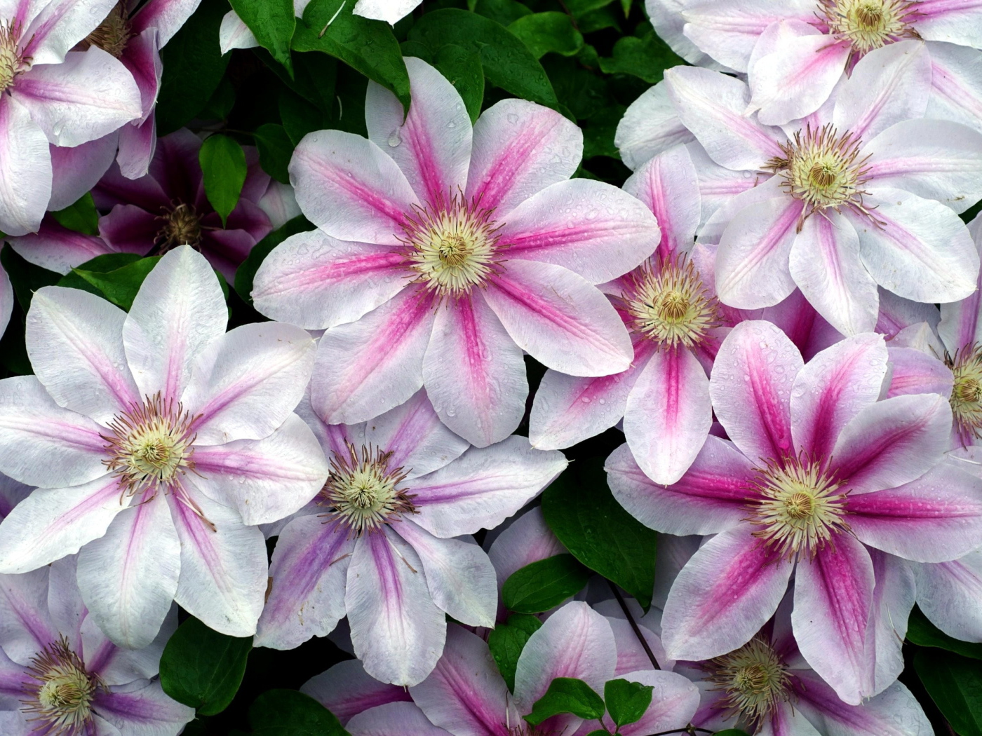 Садовые цветы клематис на дачном участке