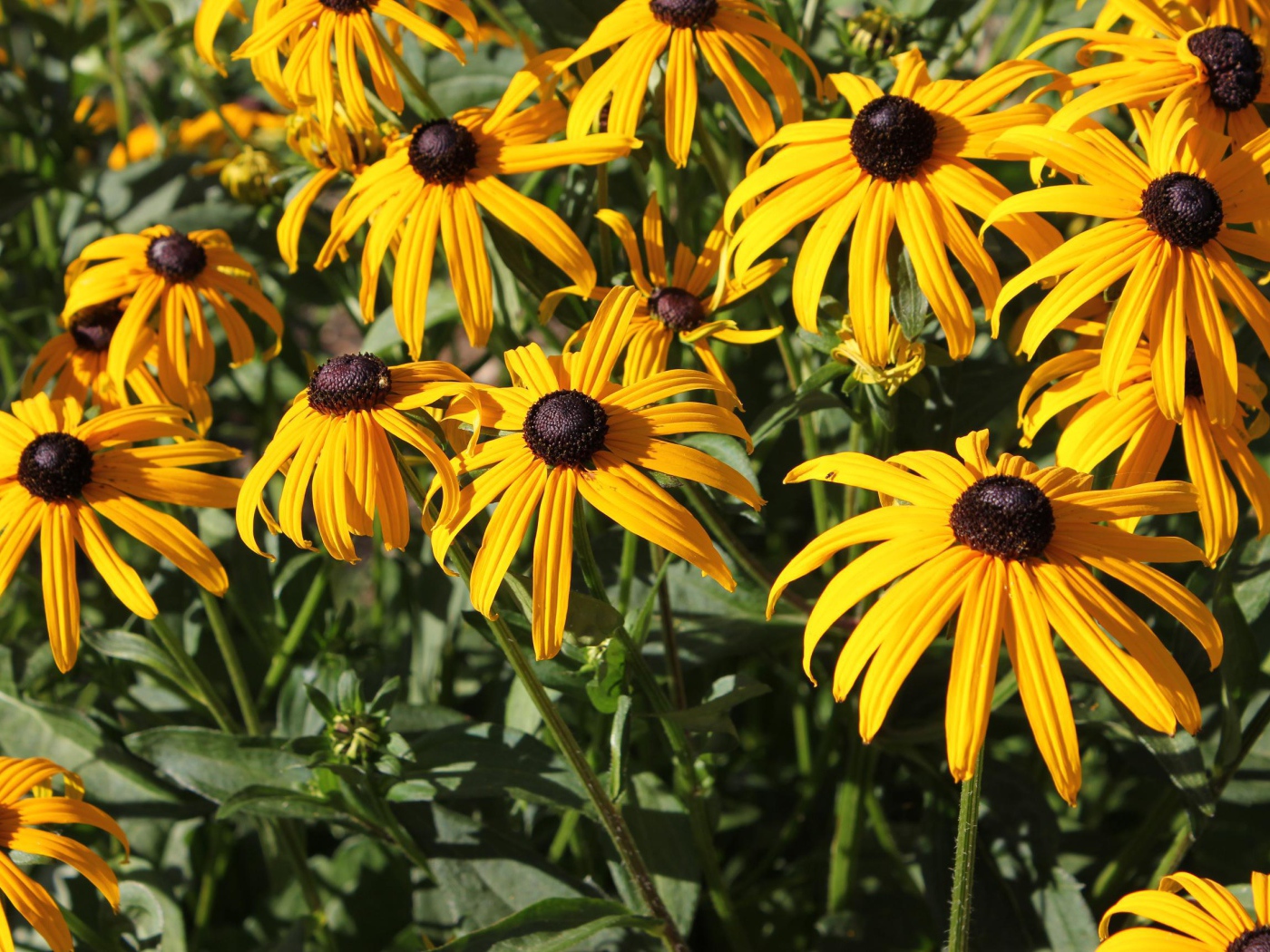 Садовые цветы рудбекия на дачном участке