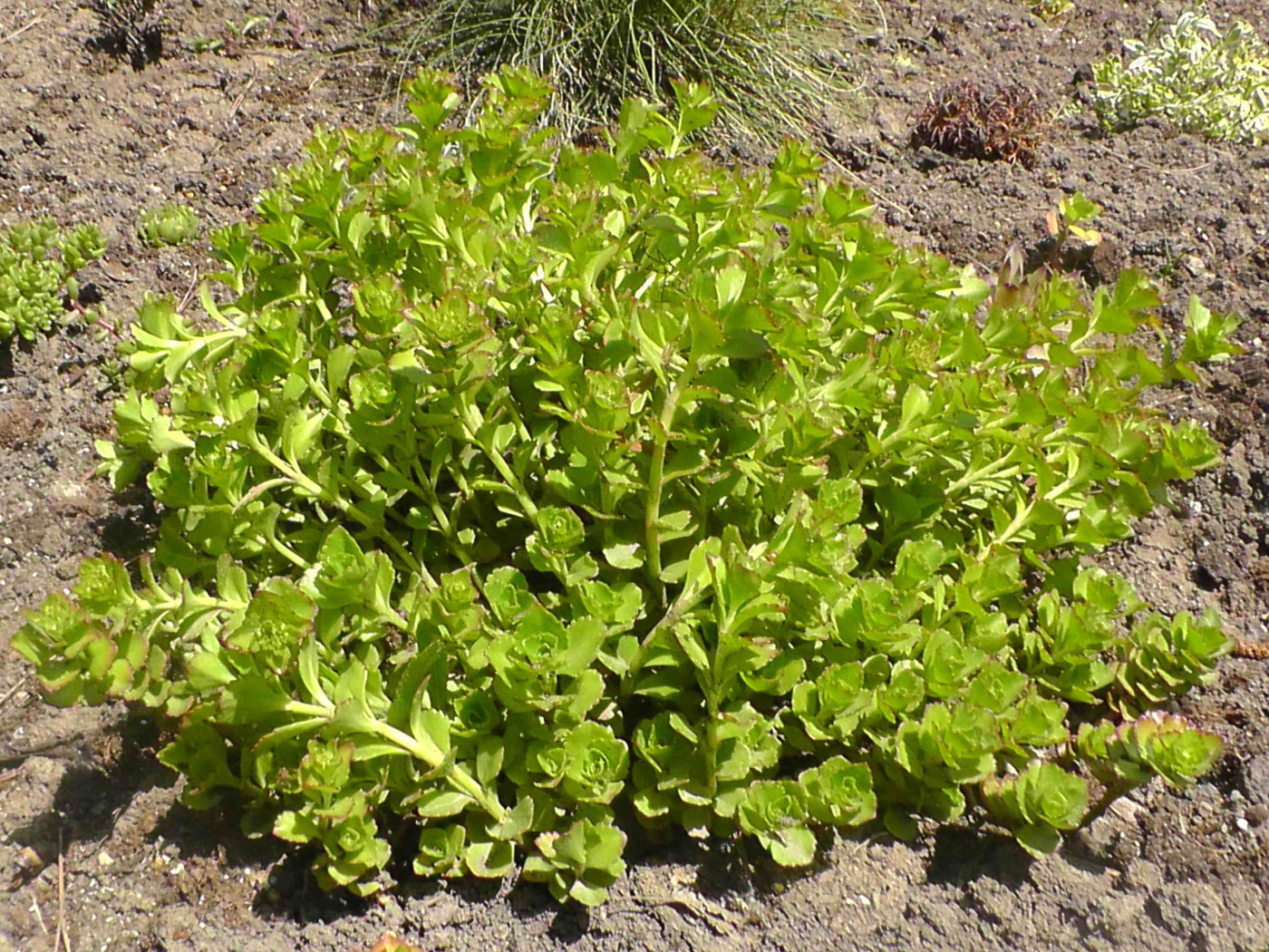 Садовое растение седум на дачном участке