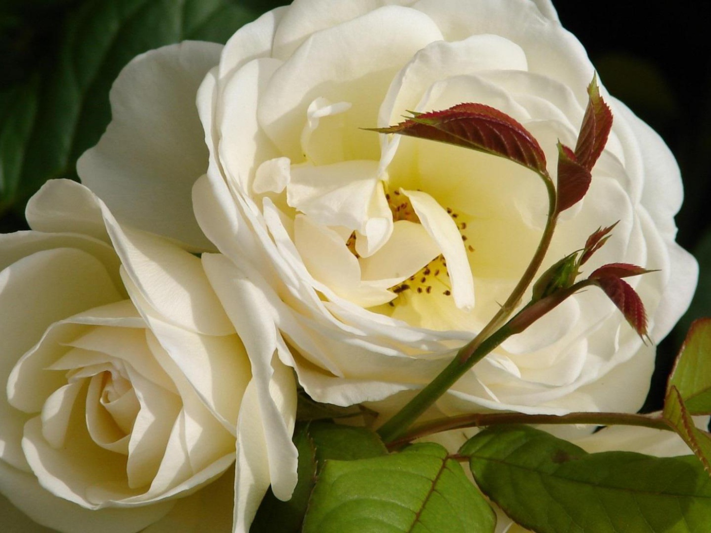 Садовые белые розы расцвели