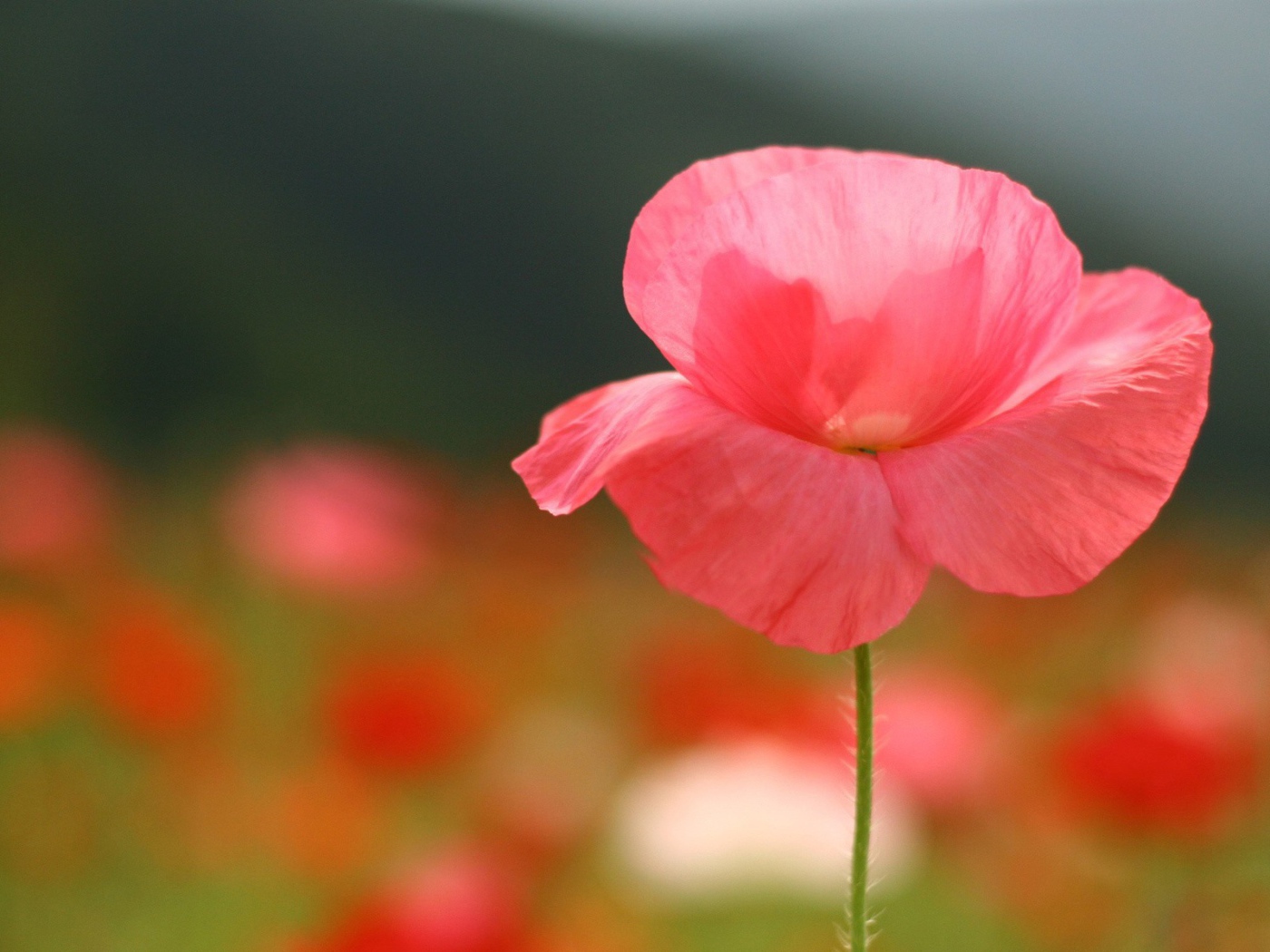 Нежные розовые лепестки